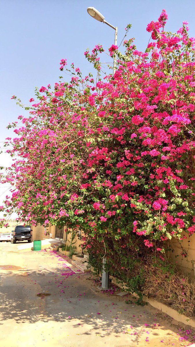 أهم أشجار الزينة المناسبة لحديقة المنزل الداخلية والتي ثبت نجاحها في بيئة #المدينة_المنورة 

• التيكوما  
• الخبيز الساحلي
• الجهنمية
• كف مريم
• الياسمين الهندي 
• الجاتروفا
• كاسيا جلوكا