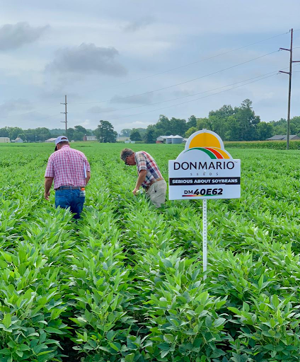 donmarioseeds's tweet photo. DM40E62 is one of our NEW Enlist varieties for growers across MO, IL, and IN! This variety has strong performance across multiple environments, soil types, and planting dates! DM us to learn more, or contact our Midwest partner, @BurrusSeed! https://t.co/2wK7aOrzKd
