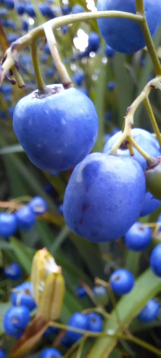 Dáire Basra tweet media