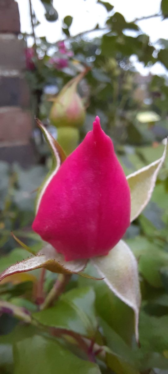 Dáire Basra tweet media