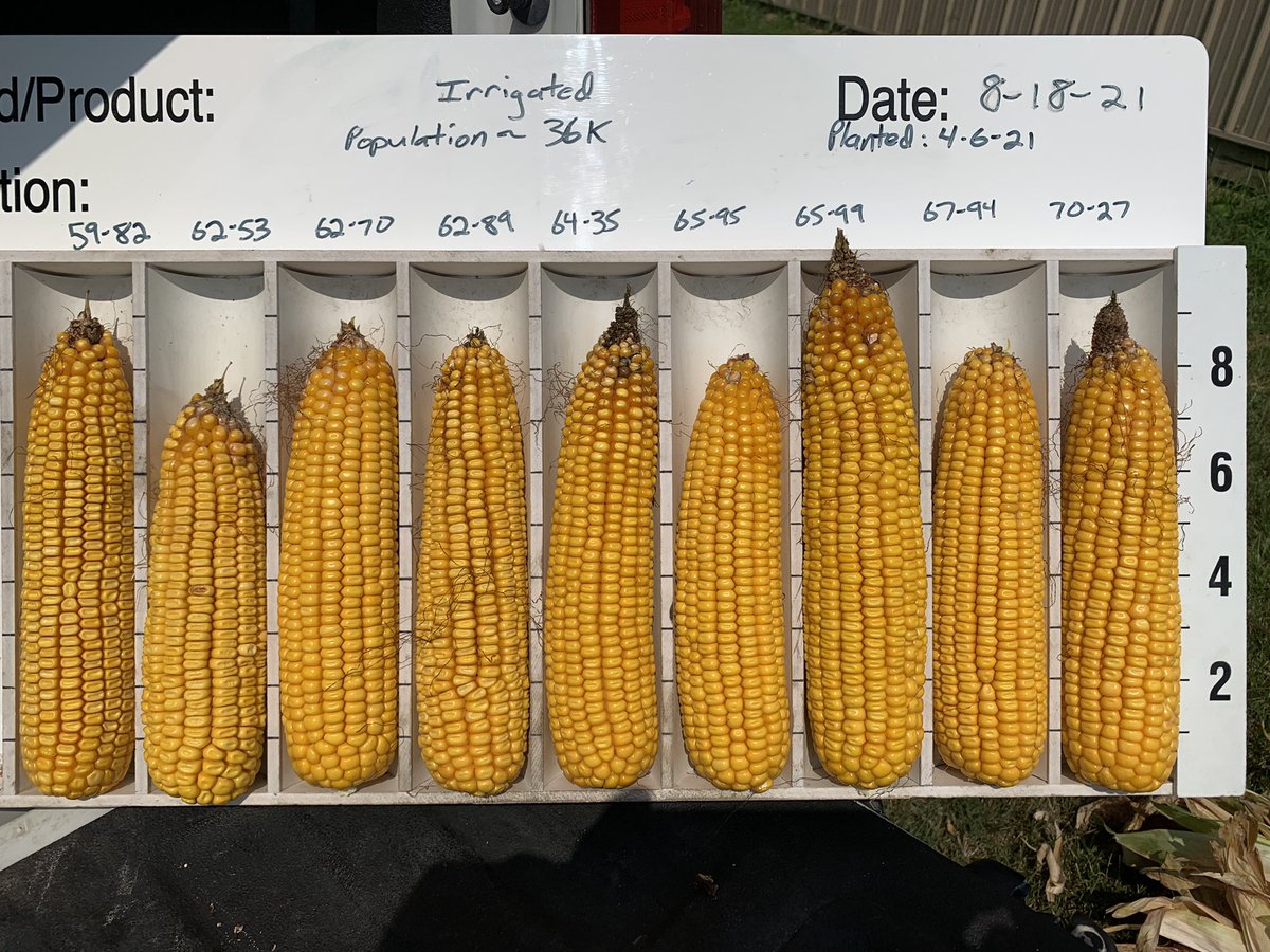 Pulled a few ears today from one of my first planted <a href="/Asgrow_DEKALB/">DEKALB Asgrow Seed</a> plots in Eastern MO… to say I’m excited to see the combine roll through this lineup is an understatement! Who will be the big winner in the end??