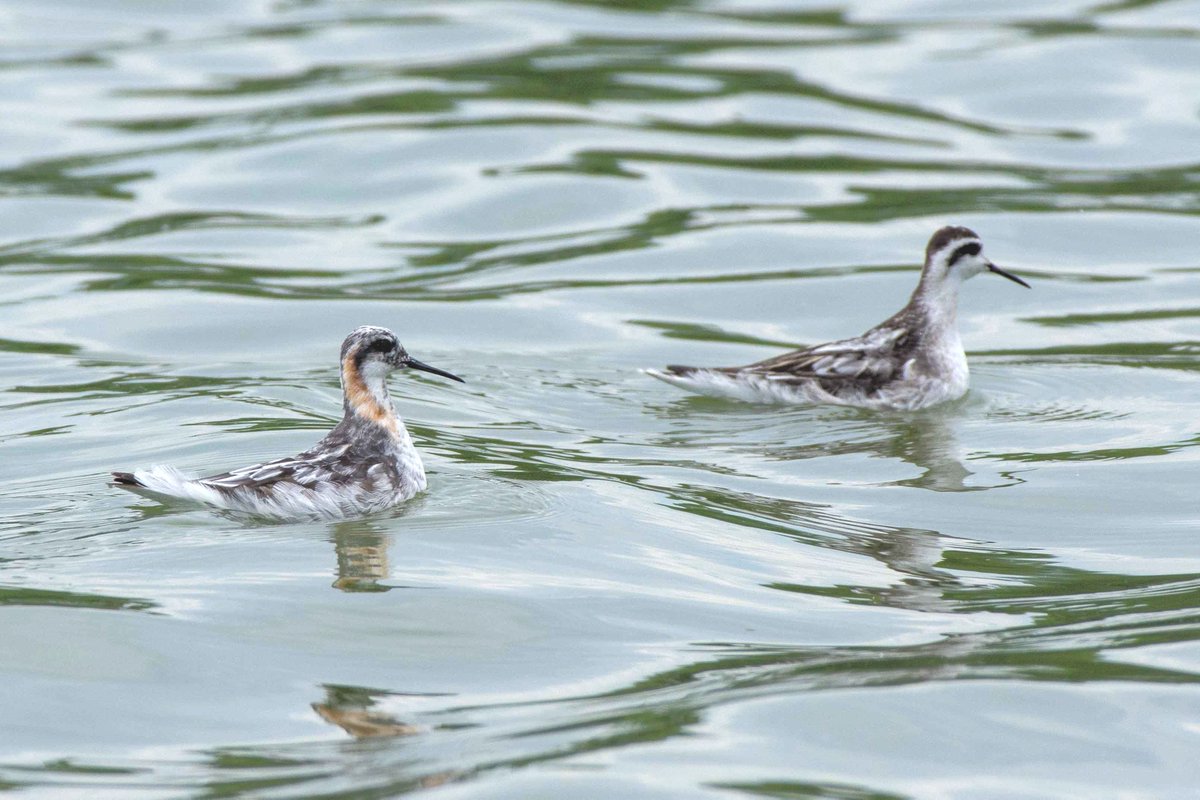 Contribute to our #ShorebirdBlitz conservation efforts by helping us take a one-day snapshot of shorebird activity throughout NYC on Sunday, 8/22. Contact kparkins@nycaudubon.org to sign up to cover a shorebird hotspot! Learn more here: loom.ly/2A_JeC8
 📷 Kaitlyn Parkins