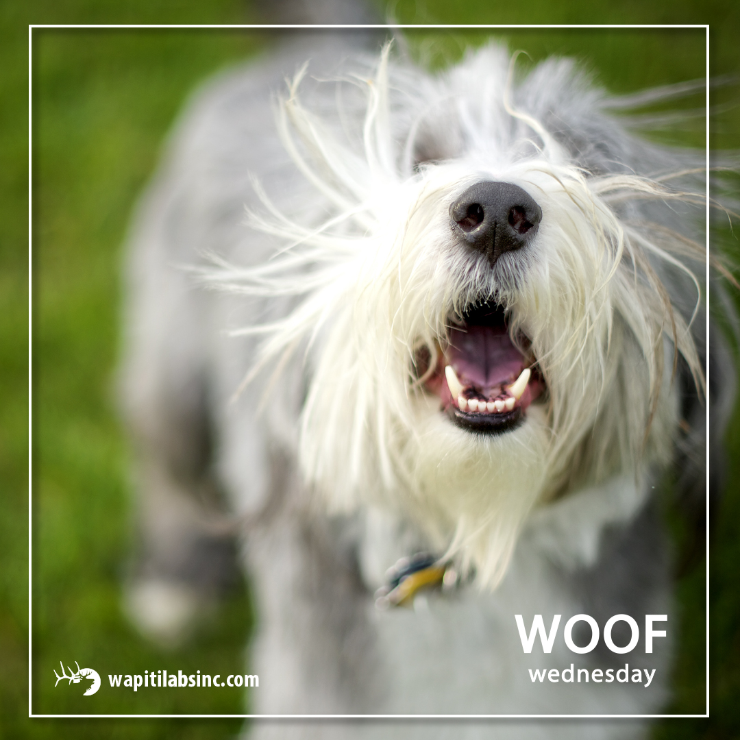 WapitiLabs's tweet photo. Woof!! Share a photo with us tonight of your pup! 

#woofwednesday #wapitilabs #pups #woof https://t.co/sn5MO1TsIg
