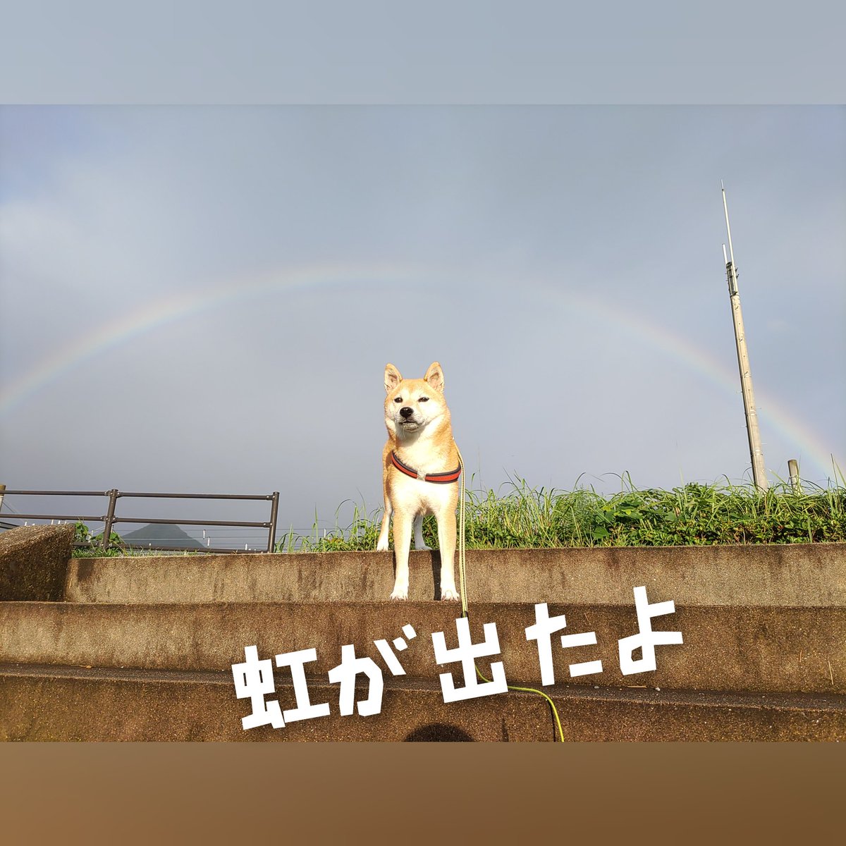もじゃもじゃ飼い主 今朝のコマ散歩 晴れすぐ小雨 風なし 涼しい朝のスタート 短い間だったけど晴れ間に虹が出たよ コマと一緒に見れました 良いことありますように コマ しばいぬ 柴犬 柴犬のいる暮らし 柴犬大好き いぬのいる