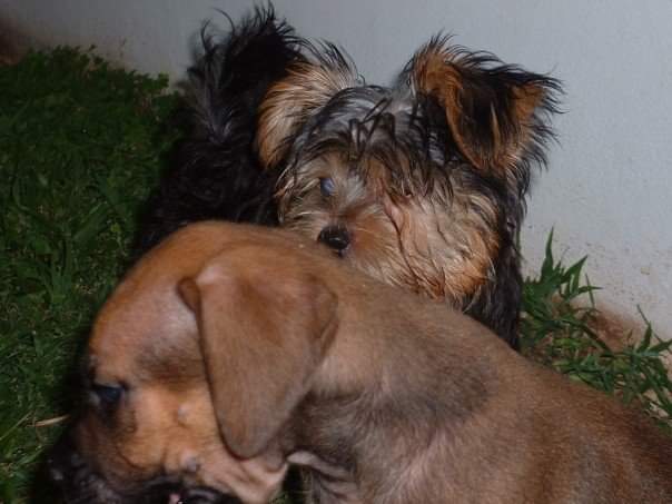 2NaturalDogs's tweet photo. We were so liddle then, now we are big, strong, and have each other to love. 🐕🐶🐕🐶🐕

#adoptdontshop #adoptadog #norjampetstore ##preppydogs #siblings #thursday

Photo Credit: BB https://t.co/TY2LG9Hhxz