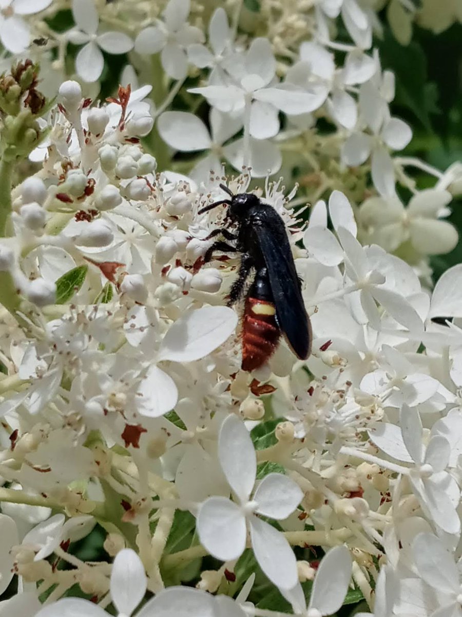 @7StellarJays I saw dozens and dozens of them around the Rodin Museum in Philadelphia today! On many different flowers...including Culver's root and hydrangeas.  #waspflower #USA