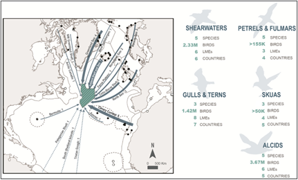 A major seabird #hotspot has recently been identified in the N. Atlantic! Used by seabirds like shearwaters, fulmars, and over 2 million petrels, scientists are working to ensure it is designated as a Marine Protected Area.
Read More👉 bit.ly/3iAA6ST

#AlbatrossStories