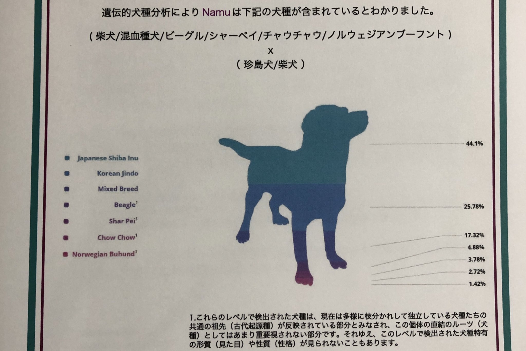 がくこ なむの犬種鑑定の結果です わりとなむっぽいと思います がくこ なむの犬種鑑定の結果です わりとなむっぽいと思います