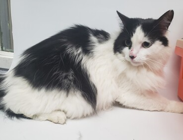 Nyc S Death Row Cats Loki Is One Handsome Cat He Was An Owner Surrender And Is Hoping To Meet A New Best Friend Loki Needs Some Follow Up Dental Care