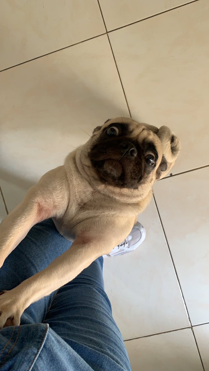 rubenguzmanv85's tweet photo. @ortizmarlonr Hola me llamo #LilaPug y soy la sobrina de #bencho 🥰 https://t.co/IQgO0Xq6ag