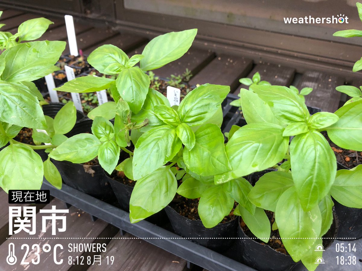 おはようごさいます Twitter Search