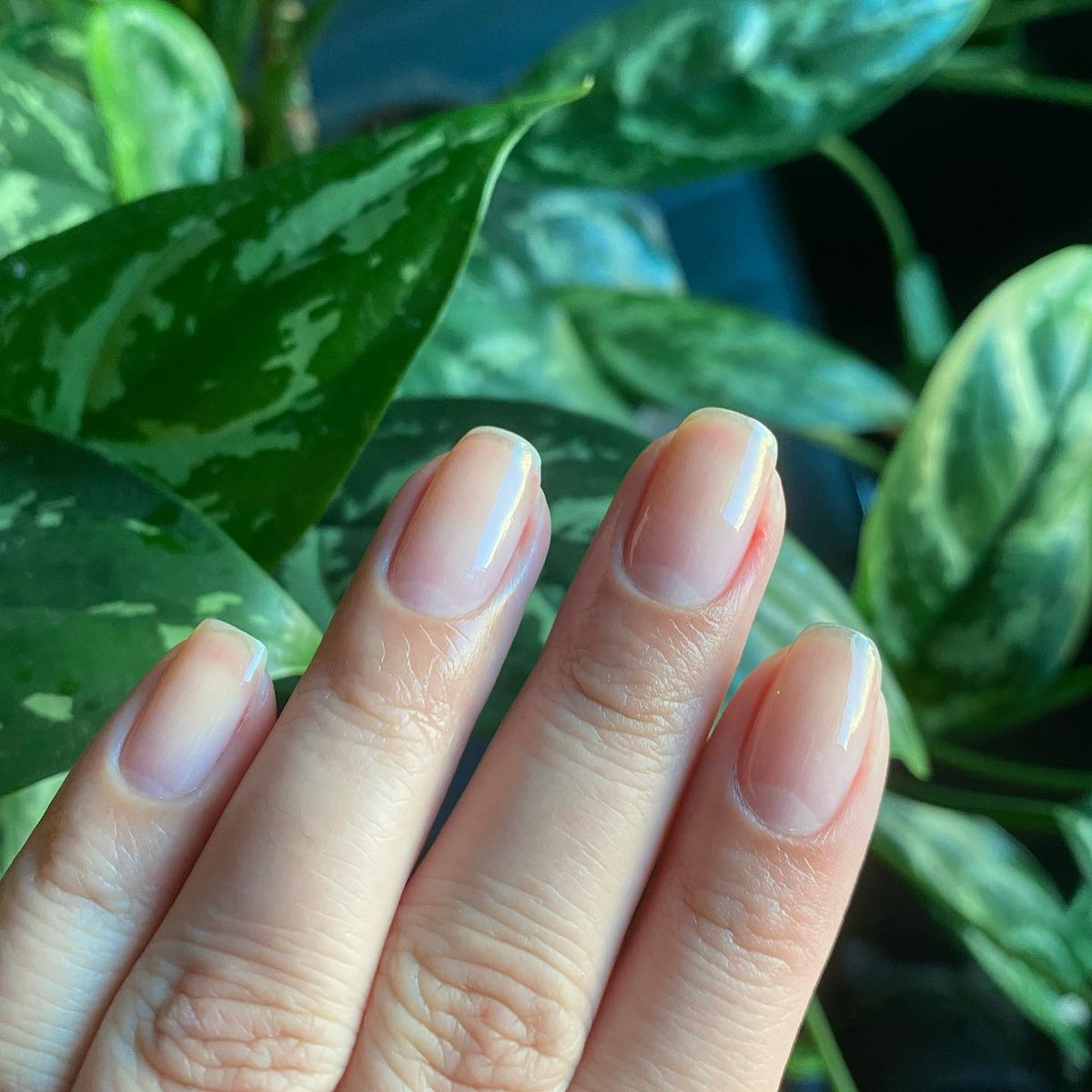 NailTekOfficial's tweet photo. Beauty and strength! @bibisamar's natural nails are beautiful! We can credit that to the consistent use of strengtheners! 🌿🌿🌿
#nailtek #nailtekstrengthener #nailcare #cuticlecare #naturalnailsrock #naturalnails #healthynails #nailcareroutine https://t.co/8nGVHVHFKg