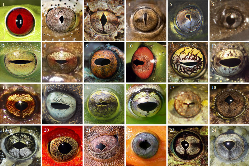 Pesquisadores resolveram estudar os olhos👁️ dos sapos, rãs e pererecas🐸 para saber se o formato da pupila tem relação com o hábito e com as atividades diárias destes animais.

Segue o fio para saber um pouco mais desta pesquisa🧐
#vempapear #biothread