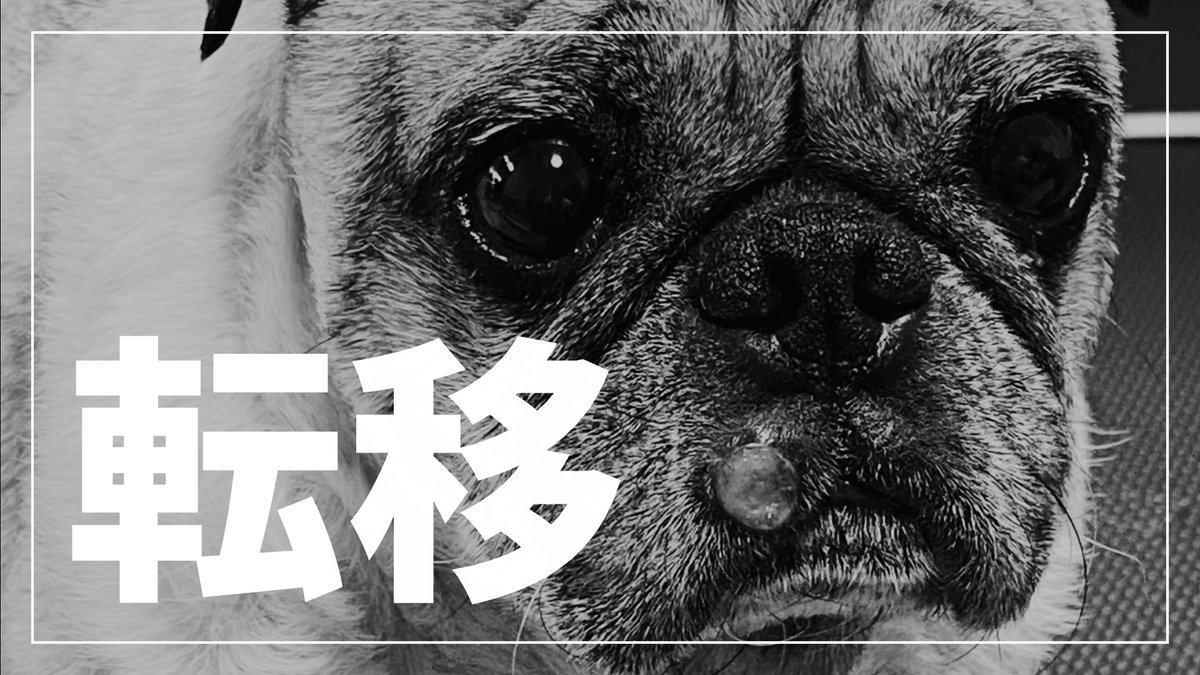 Puglog_Official's tweet photo. 肥満細胞腫で闘病中のパグ犬小虎ですが
腫瘍の状態が悪化したので、病院を変わりました。
今回はそのことについてと、小虎の現在の状態をお話しします。
➡️ https://t.co/NGdFZqyZyD https://t.co/qWl7FGcyFF