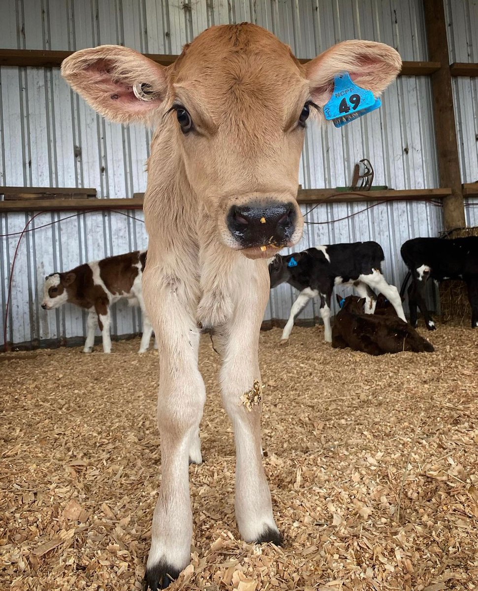 hourly cows (@hourlycows_) on Twitter photo 