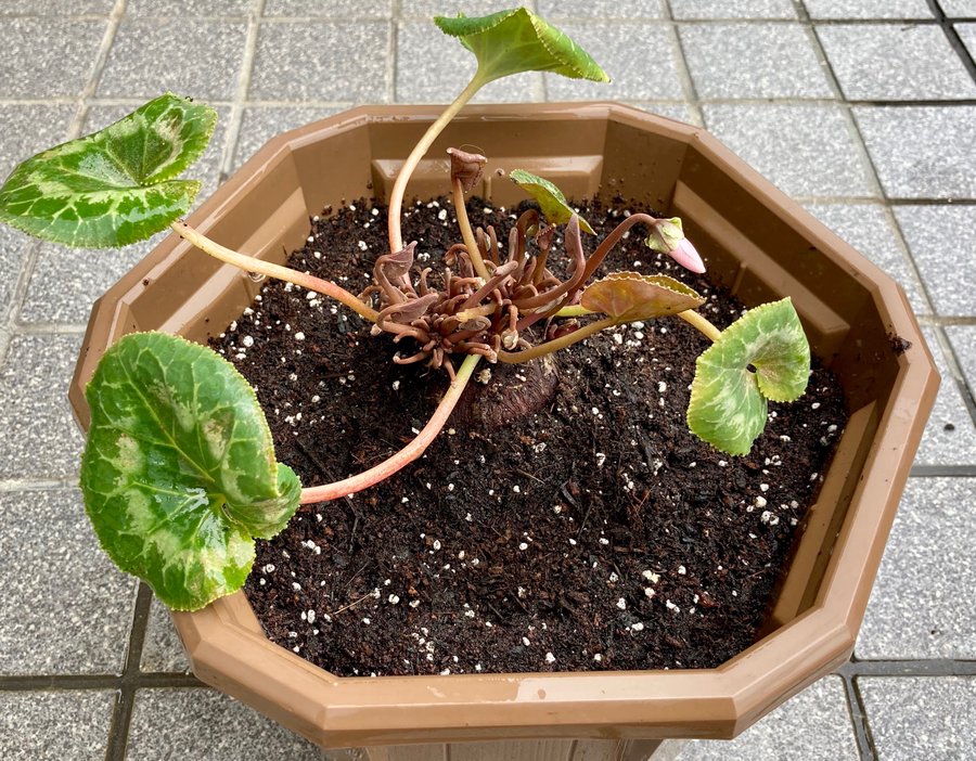 球根を休眠させないまま夏越し中のシクラメンに蕾が すぐに植え替えないと 月にサボテン