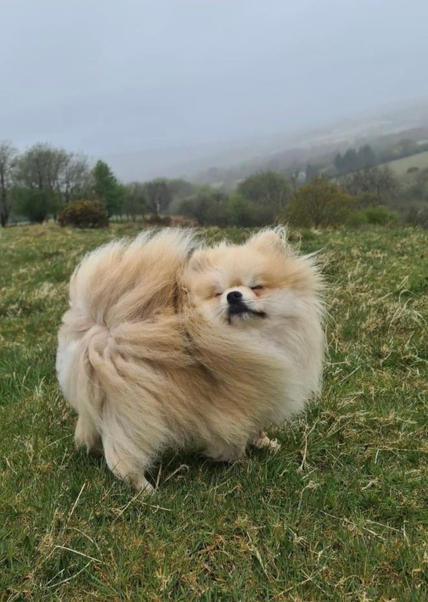This is Blue. He likes to go to the top of the tallest hill in town to reenact Beyoncé music videos. 14/10 would put a ring on it