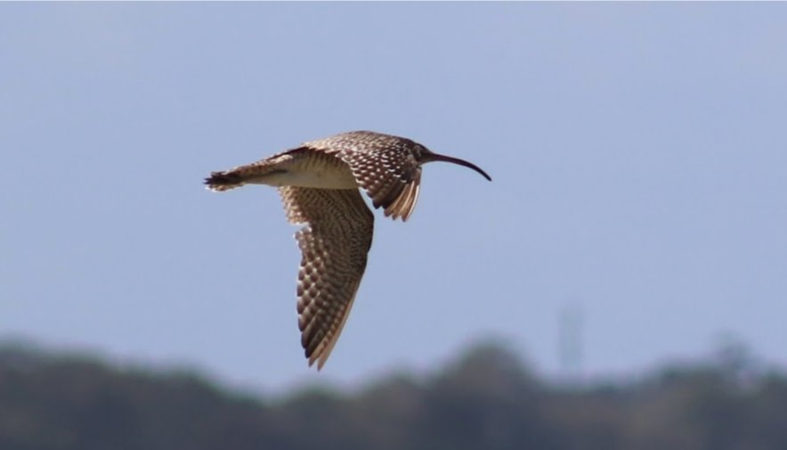 #BirdoftheYear, nominate the Eastern Curlew. They migrate from Siberia & Alaska. It would be a shame that when they arrived they found their habitat replaced by #toondahharbour