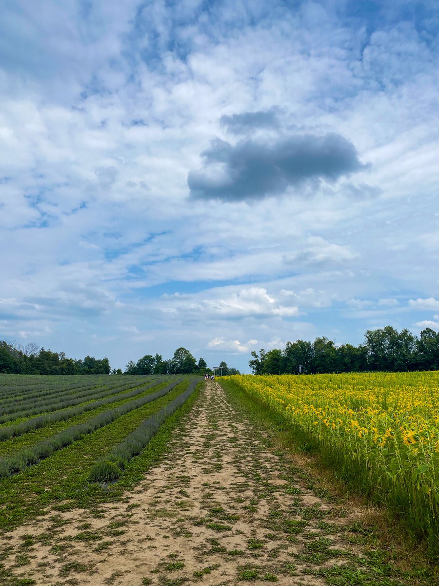 lisagushue's tweet photo. Better late than never post #terreblue #sunflowerfield 🌻 https://t.co/wD5Li4xoUX