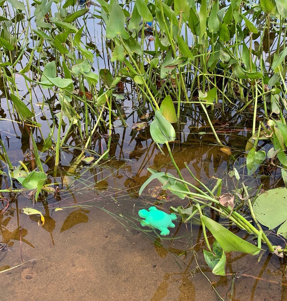 Park staff found this plastic turtle at our day use area. Since plastic turtles are not native to #OntarioParks, our staff removed it. Remember to #LeaveNoTrace after a visit to an Ontario Park, even if you’re just there for the day!

#WasteFreeWednesday #ForTheLoveOfParks