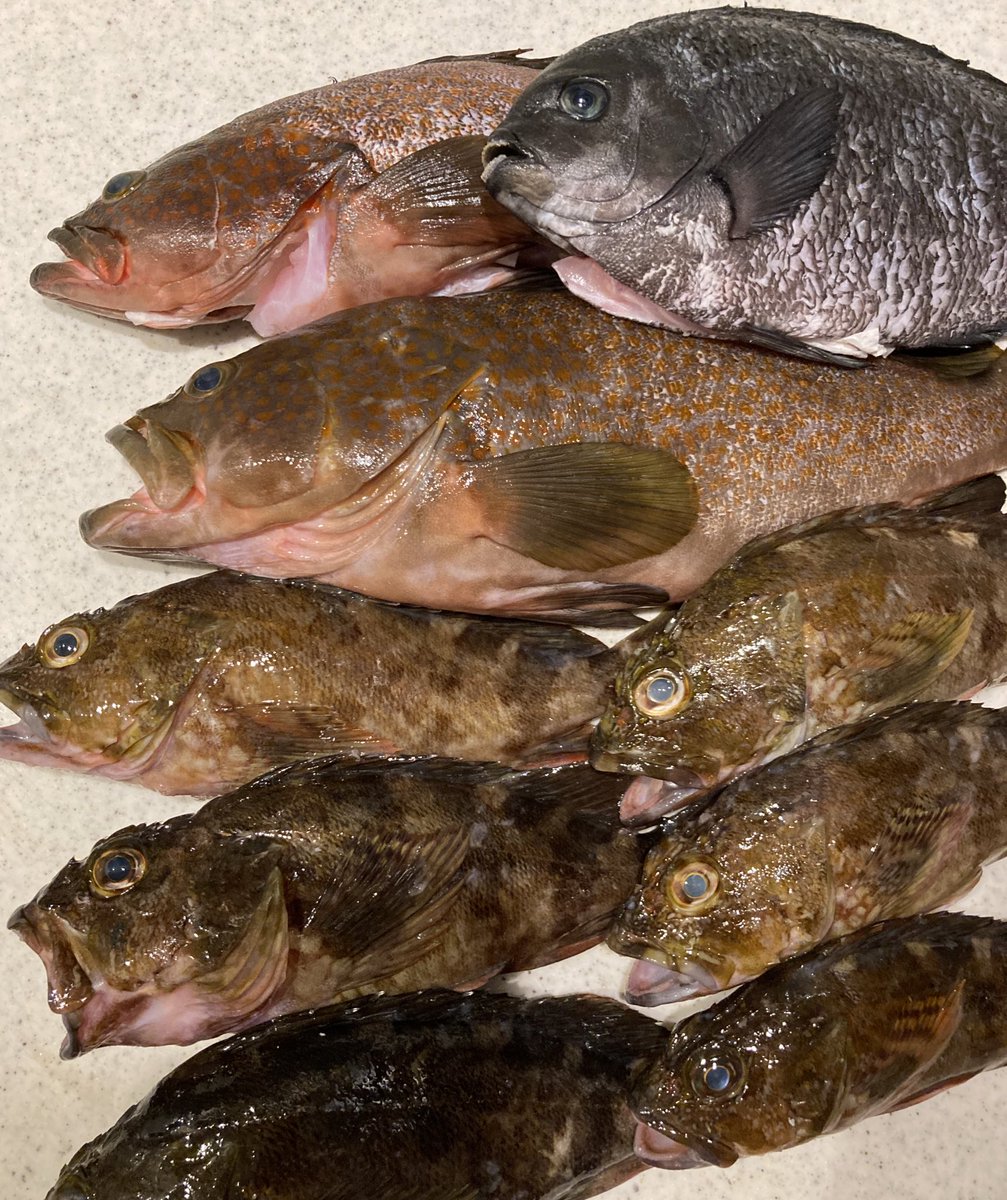 SpSp68546688's tweet photo. りょう@11Tryo さんが鮮魚BOXの販売を始められたので早速送ってもらいました✨りょうさんは真面目で情熱のある漁師さんですげぇ魚に詳しいです🐟勉強になります✨
こんなに沢山送ってもらっちゃって良かったの？🙇‍♂️大阪湾の魚ってこんなに脂が乗ってるんですね✨
鮮魚BOX今ならDMで受け付けてくれます😊 https://t.co/I8xmz6W7nS