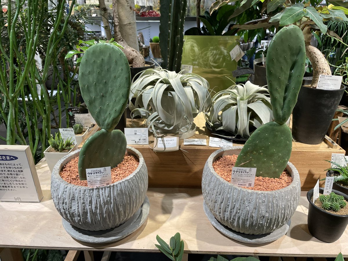 Kanon Flowerdesign 代々木 奥渋 渋谷ロフト Shibuyaグリーンパークにて うちわサボテン や 墨烏帽子 など入荷しております 大きいサイズの流木も入荷しました お好きな形をお選びください ぜひお越しくださいませ Kanon 渋谷 奥
