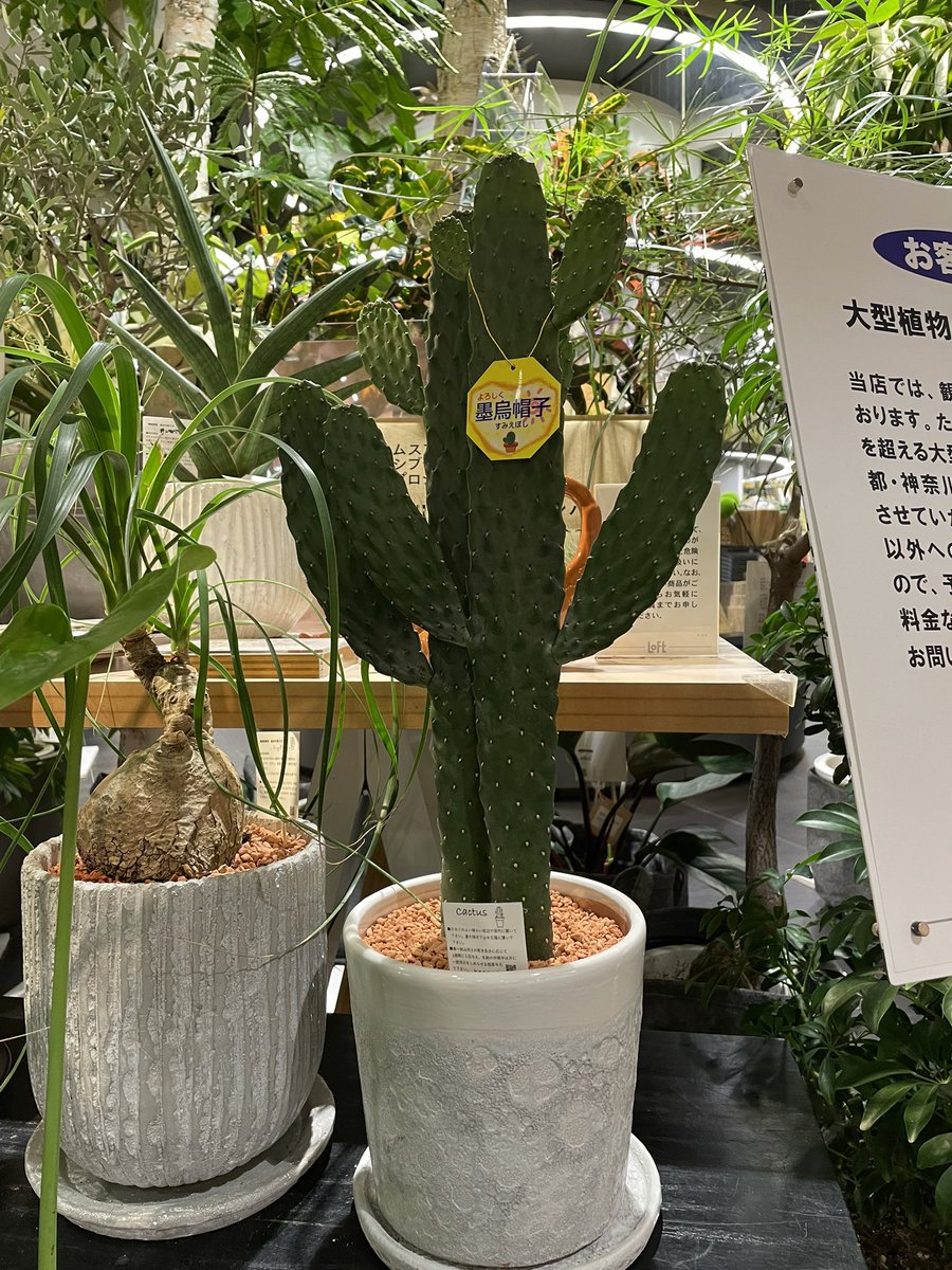 Kanon Flowerdesign 代々木 奥渋 渋谷ロフト Shibuyaグリーンパークにて うちわサボテン や 墨烏帽子 など入荷しております 大きいサイズの流木も入荷しました お好きな形をお選びください ぜひお越しくださいませ Kanon 渋谷 奥