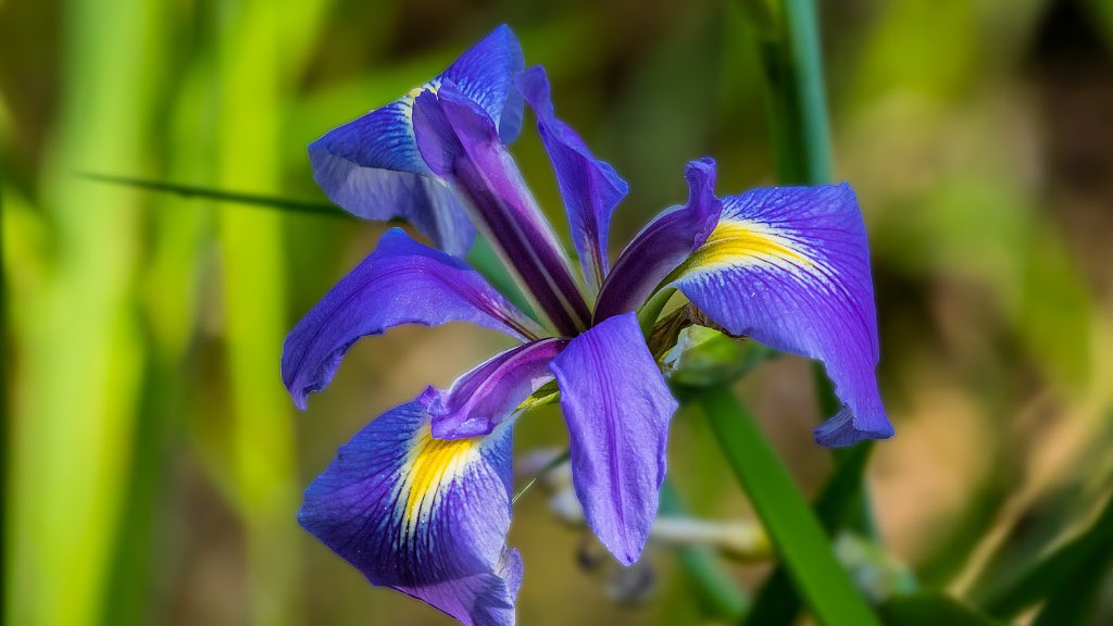 0rph3usRP's tweet photo. Fleur de Lis 

French, spirited and lovely. 

#WomanCrushWednesday
#WomanCrushEveryday https://t.co/v52mjUH8rw