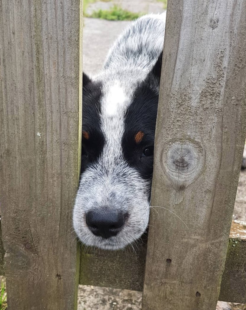 heelersbot (@heelersbot) on Twitter photo 