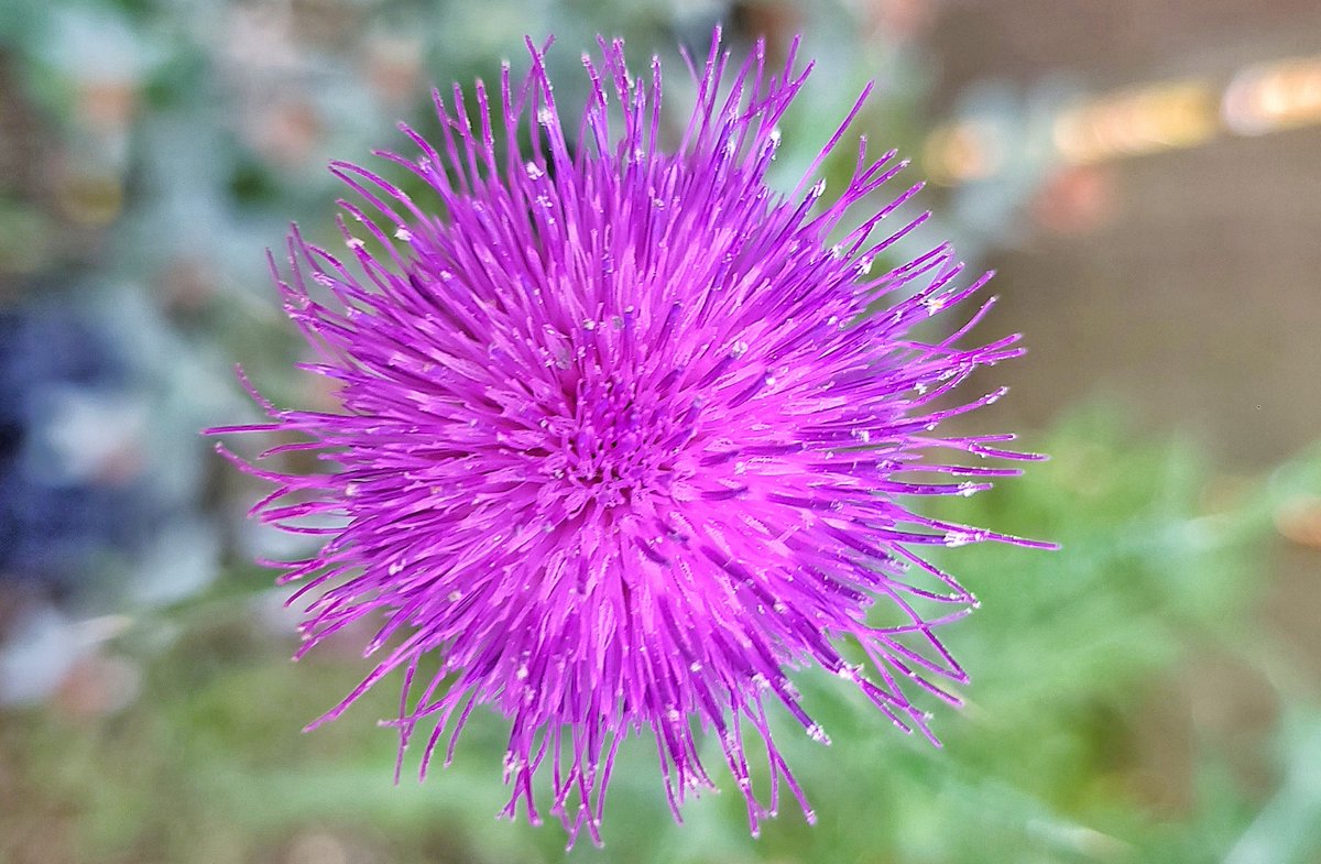 LovelyEarthS's tweet photo. The thistle is a beautiful wildflower that benefits local pollinators.
#Thistle #Wildflower #PollinatorFlower #LovelyEarthSociety https://t.co/n8Mb2yabWn