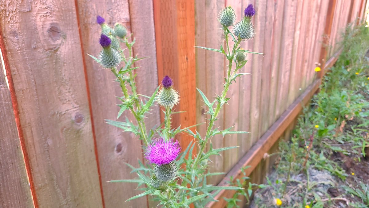 LovelyEarthS's tweet photo. The thistle is a beautiful wildflower that benefits local pollinators.
#Thistle #Wildflower #PollinatorFlower #LovelyEarthSociety https://t.co/n8Mb2yabWn