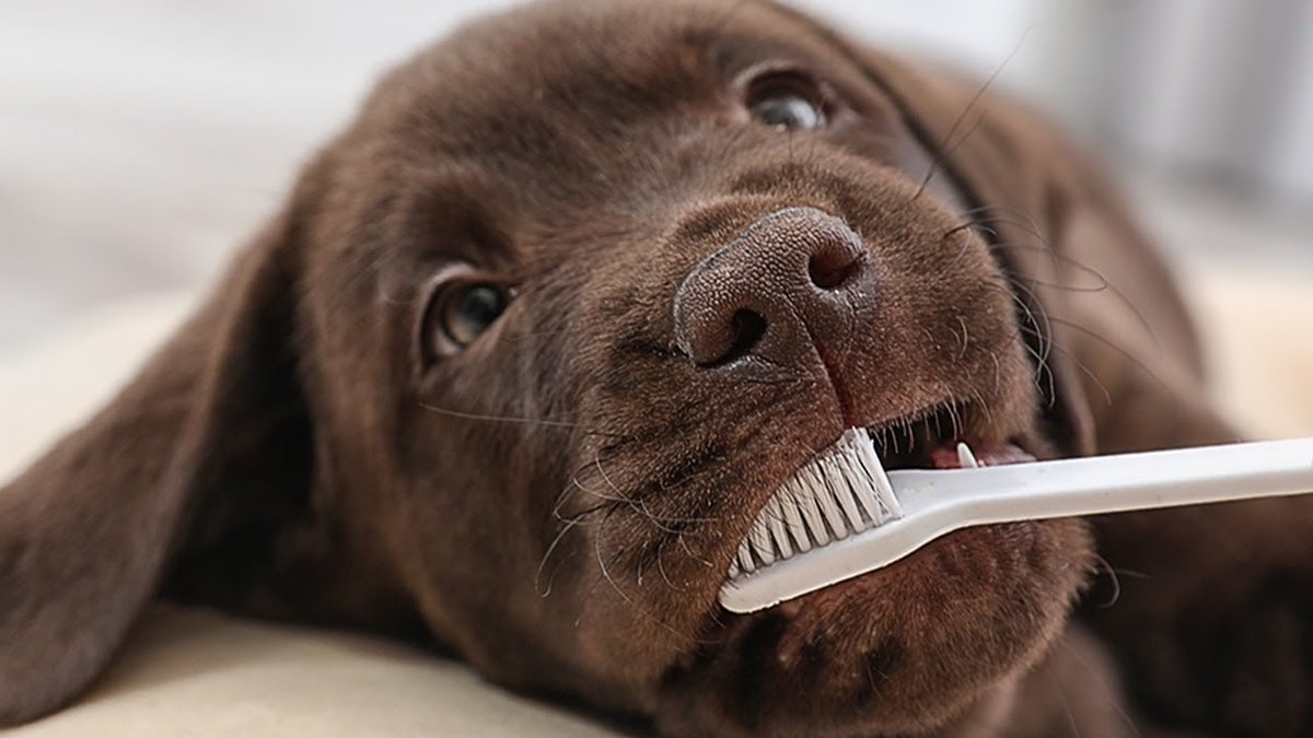 Brushing dogs’ teeth is so important. It's also really hard to do. The #UltimatePetNutrition team and I have a great video to help you out. 

#dog #puppy #cute #doglover
l8r.it/HsJH