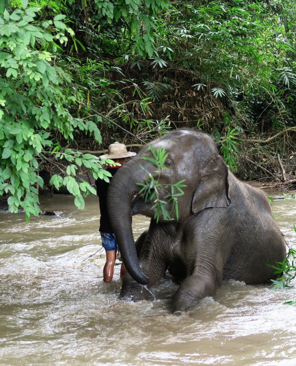 Chiang Mai Elephant Home tweet media