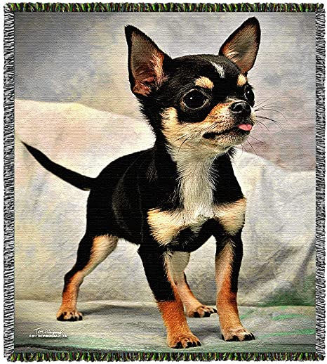 StacoS's tweet photo. ROXBURY: A missing Chiwawa, little guy bailed from its owner, should still be inda Ochard Park section of Rox (poss heading twd Dudley Sy), BPD looking around #912pm
"if ya'll see her, lemme know oka"
(Pic not actual missing Chiwawa but should be close enough 🙏) https://t.co/1dDXyf7wF2