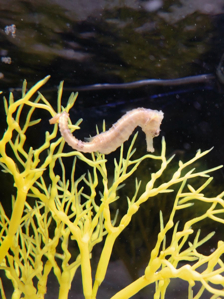 のとじま水族館 公式 正解は ココ タツノオトシゴの仲間の カリビアンシーホースがいました トゲウオ目ヨウジウオ科に分類されるれっきとした 魚 です 尾を使い海藻やサンゴにつかまります 見つけられましたか 休館中の動物園 のとじま水族館 公式 正解は ココ タツノオトシゴの仲間の カリビアンシーホースがいました トゲウオ目ヨウジウオ科に分類されるれっきとした 魚 です 尾を使い海藻やサンゴにつかまります 見つけられましたか 休館中の動物園