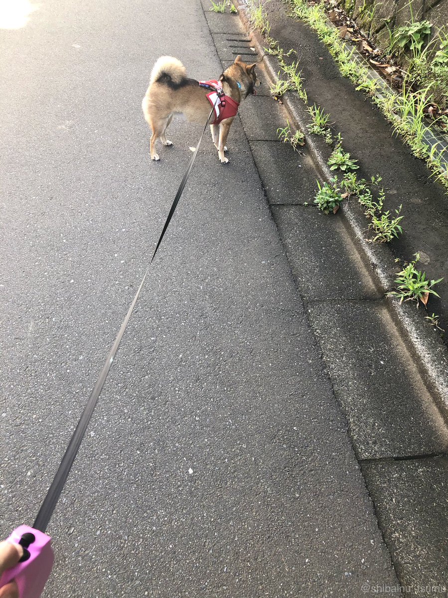 和み犬 柴犬つむ ゆうたろちゃまと同じく 地味な拒否柴です 笑笑 もしかするともしかするかも ちょっと拒否してみようかな という感じです 笑笑