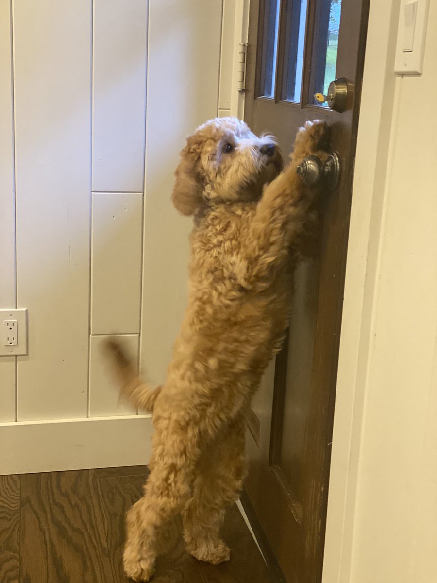 Ruby_RedPanda's tweet image. Just have to check outside for a min