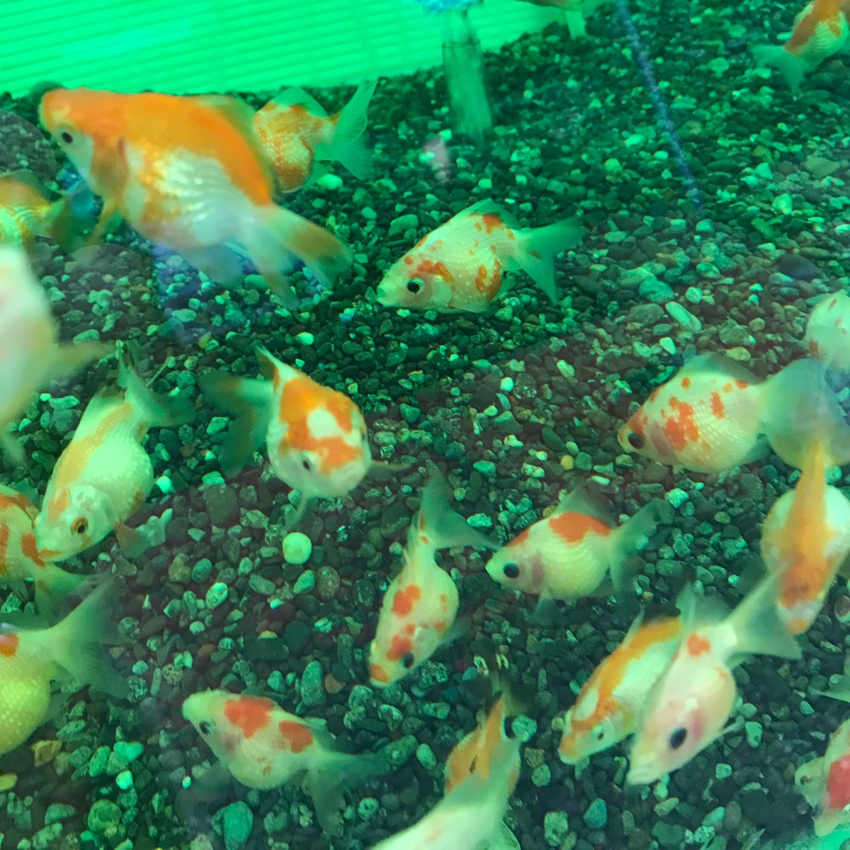 市ヶ谷フィッシュセンター 金魚 Ichigaya Kingyo Twitter 市ヶ谷フィッシュセンター 金魚 Ichigaya Kingyo Twitter
