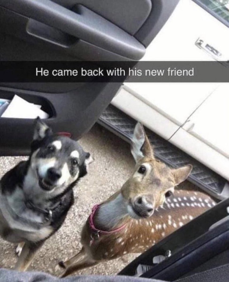 RespectfulMemes's tweet photo. https://t.co/x5tgckZT97