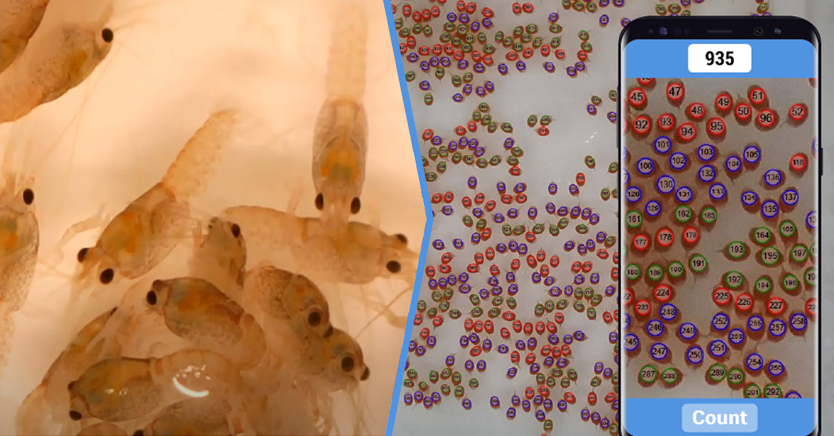 dyve_oana's tweet image. When you are using technologies specific to your needs!
Well done @CountThings  and Australian Crayfish Hatchery
#research #smartcount #sustainability #agricultureandfarming #digitaltransformation #inventory #logistics #automation #CountThingsfromPhotos