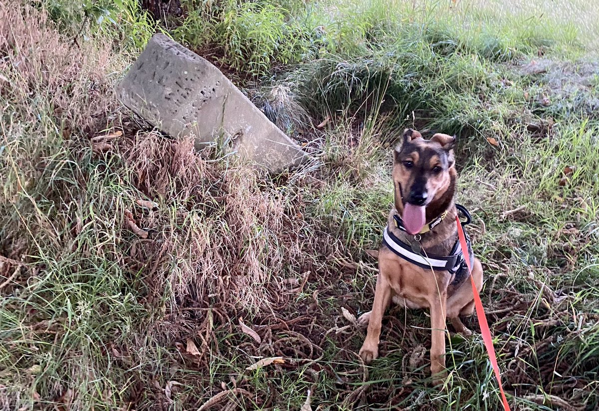 coal_legacies's tweet image. Nova earned her stripes yesterday as project mascot and located a #coal shaft marker in #Callendar Woods and even better it’s one that hasn’t been mapped or formally recorded. #miningheritage #industriallandscape