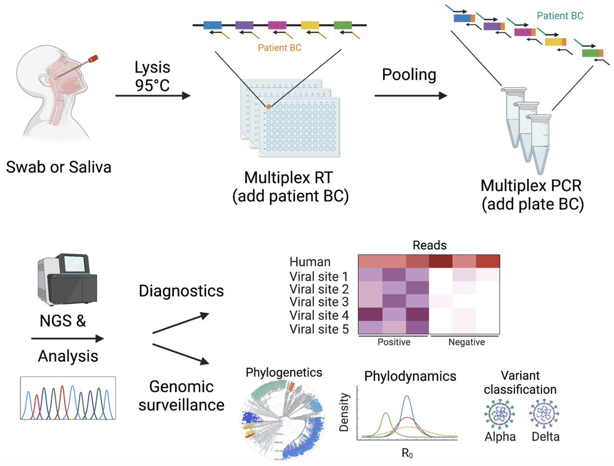 LSSI Reddy (@reddylab_ethz) on Twitter photo DeepSARS: new tool developed with <a href="/TanjaStadler_CH/">Tanja Stadler</a>, <a href="/LabOxenius/">Oxenius Lab</a>, F. Rudolf, <a href="/AlexYermanos/">Alex Yermanos</a> and several other great collaborators, we hope to improve #COVID19 diagnostics & early detection of #variants by genomic surveillance of #coronavirus #SARSCoV2
medrxiv.org/content/10.110… DeepSARS: new tool developed with <a href="/TanjaStadler_CH/">Tanja Stadler</a>, <a href="/LabOxenius/">Oxenius Lab</a>, F. Rudolf, <a href="/AlexYermanos/">Alex Yermanos</a> and several other great collaborators, we hope to improve #COVID19 diagnostics & early detection of #variants by genomic surveillance of #coronavirus #SARSCoV2
medrxiv.org/content/10.110…