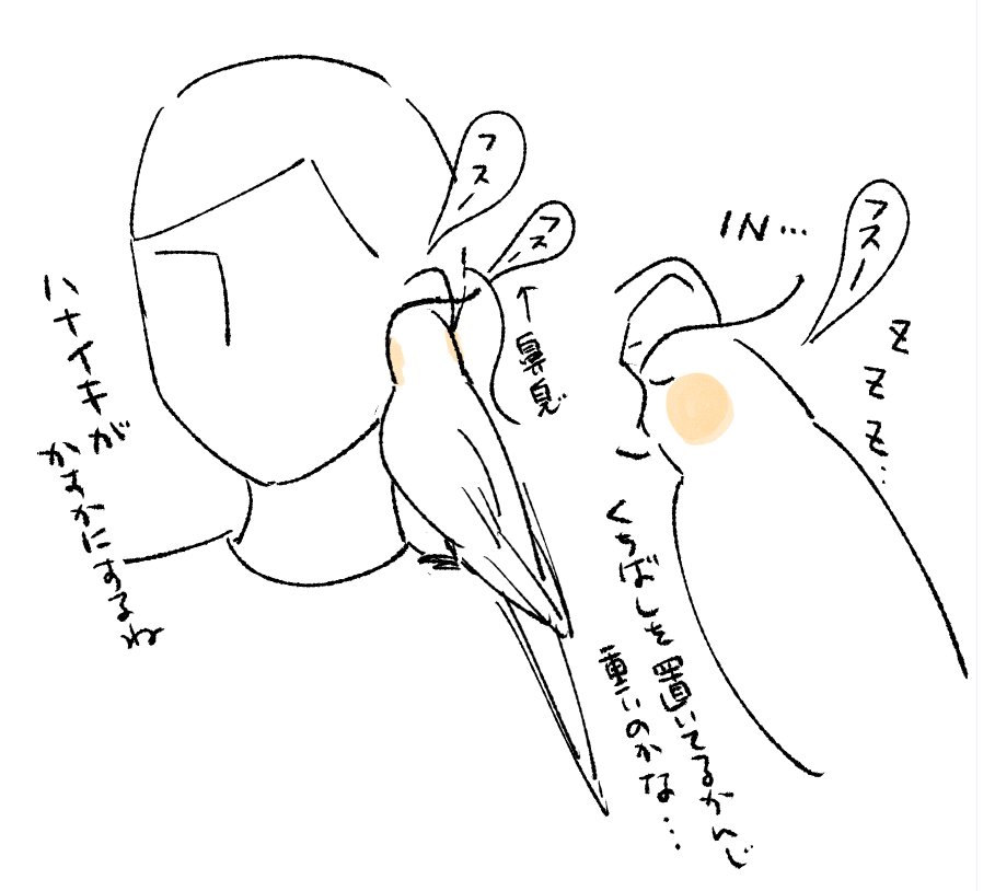 今日のオカメインコここで寝た
ほんの少しの間だけど…これは限定PUのSSRって感じ 