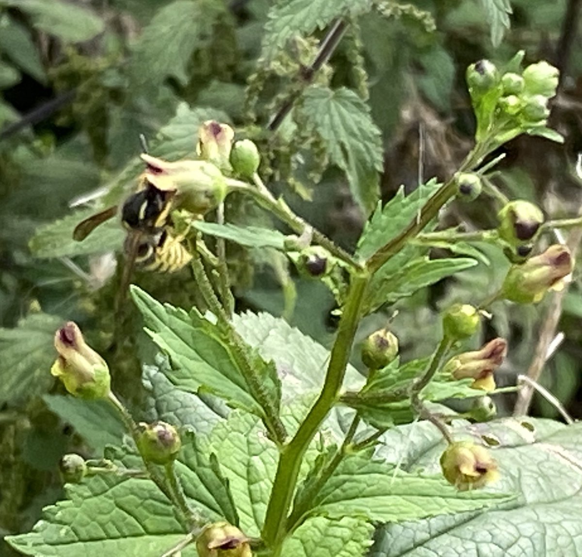 Interesting to see wasps pollinating Figwort:
#biodiversityisheritage #HeritageWeek2021 #waspflower #ireland