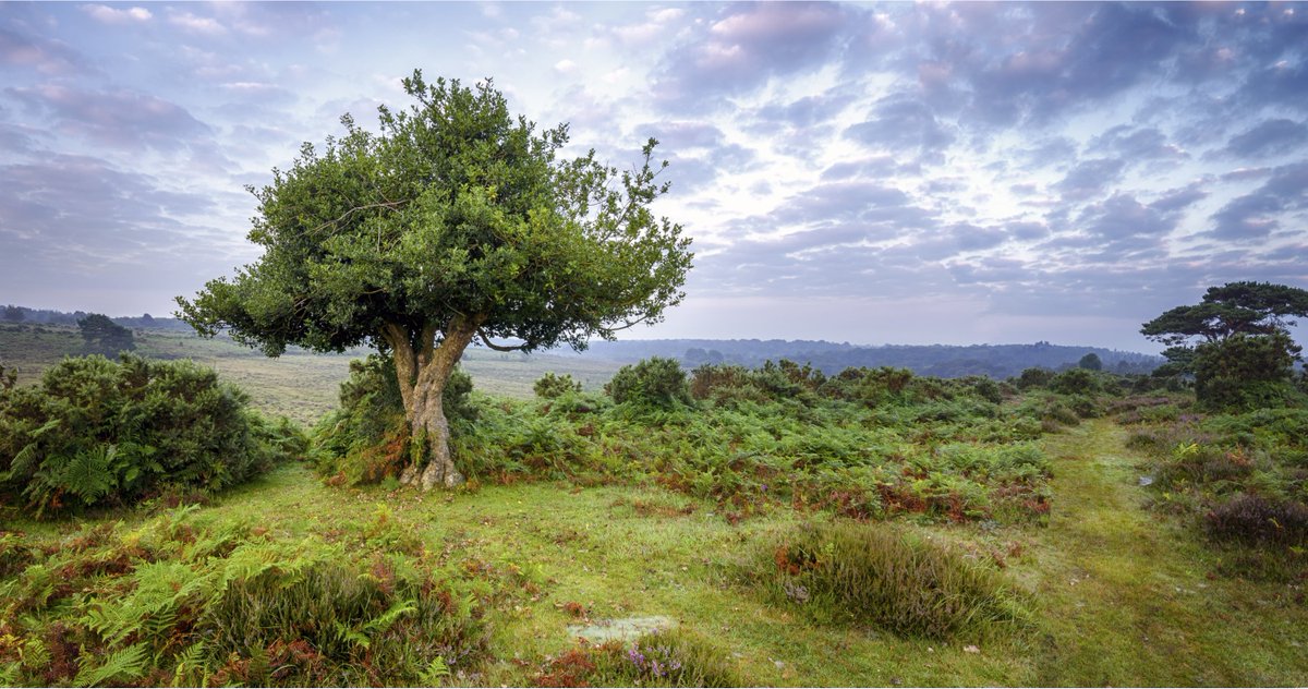 Did you know?🤔

The age at which a tree is considered #ancient varies according to its species 🌲

A birch #tree could be considered ancient as of 150 years old, while the long-lived yew tree is not defined as ancient until they're 800 years old! 😮