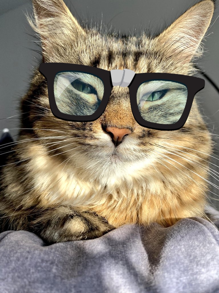 minnieupdate's tweet photo. So what seems to be the problem? #CatsOfTwitter #nerdcat https://t.co/IpkUCv6a8f