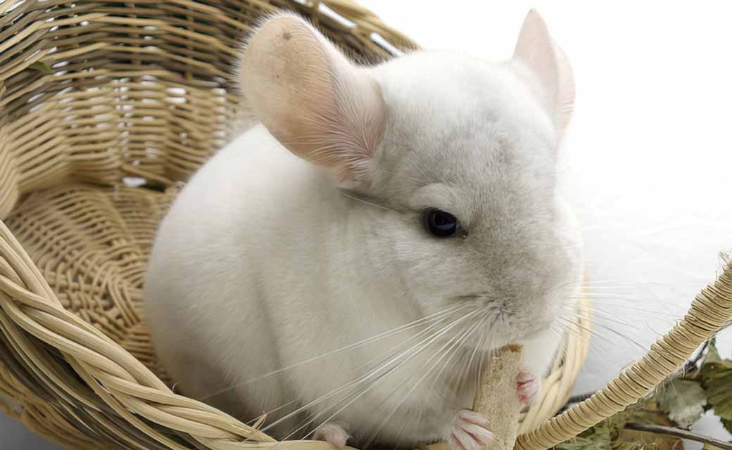 Chinchilla Every Hour (and a half) tweet media