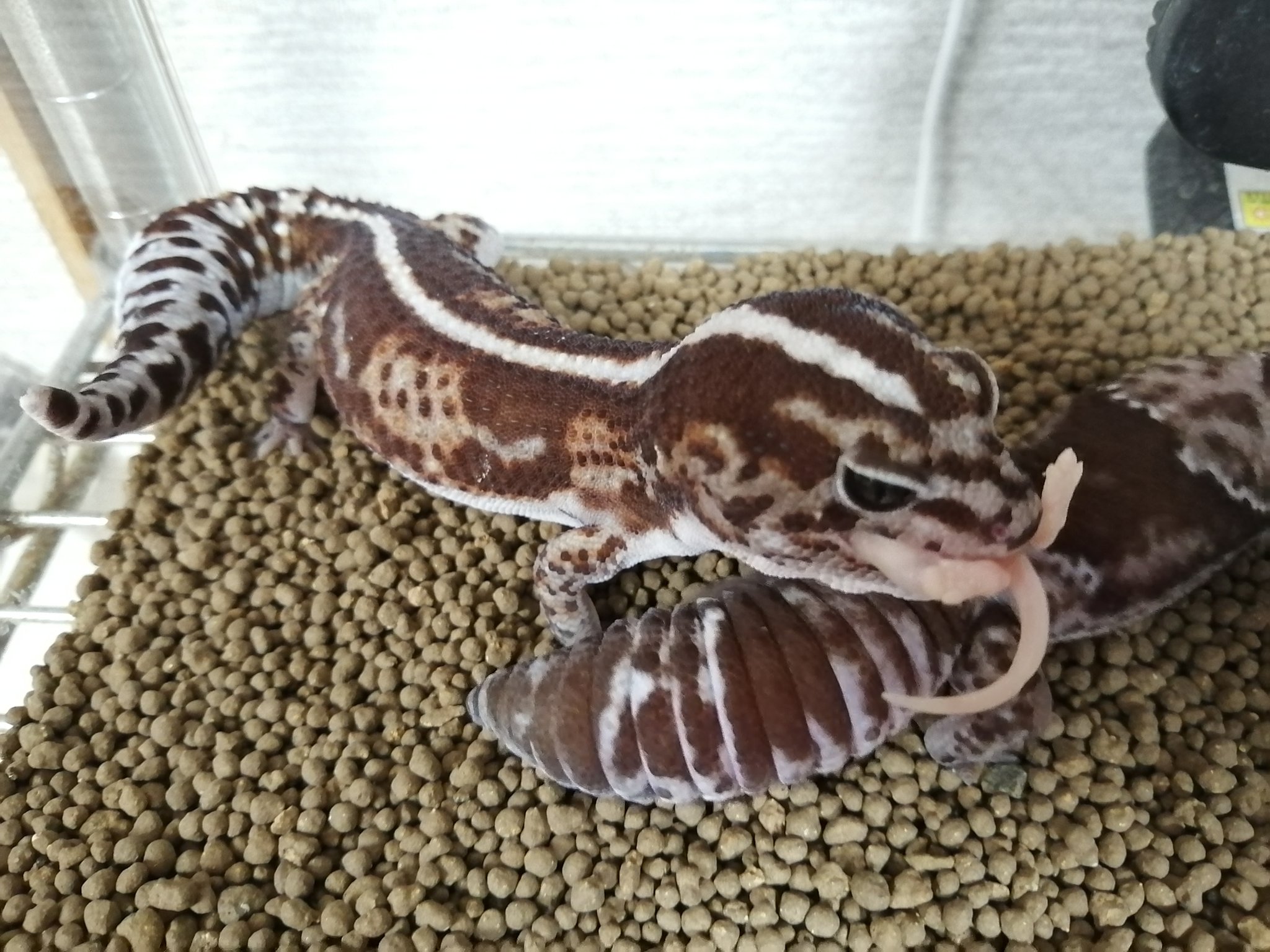 Kg Kyoto Dynastes Farm Twitter