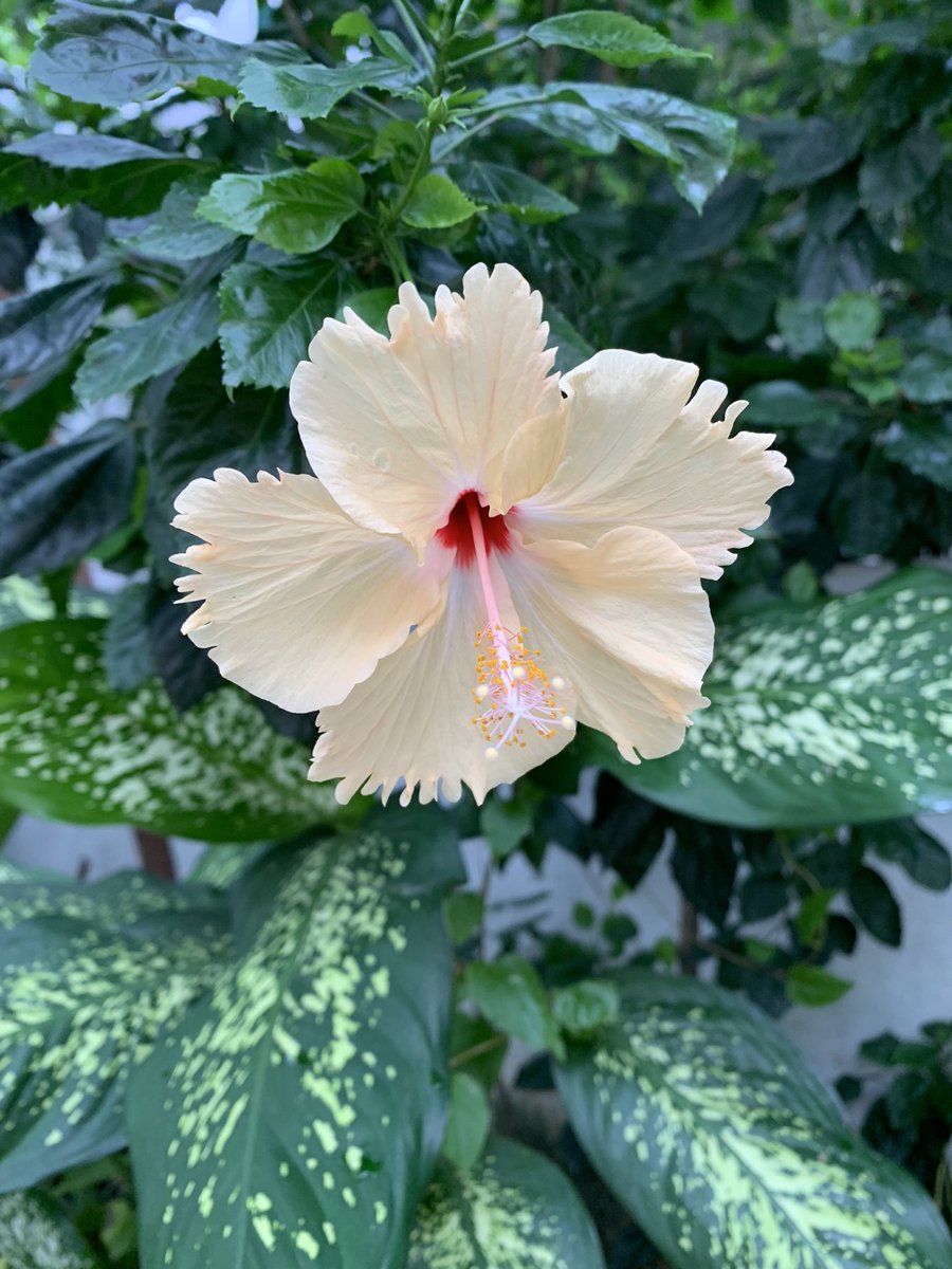 rksingh97263's tweet image. There are two ways to look at every situation: positive and negative. Always be very sure that you look on the positive side. Never allow yourself to wallow in negation; for if you do, you will have no inner peace.