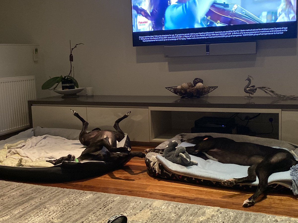 jarrodsharp1972's tweet photo. @sandowndogs https://t.co/0RBjVYukgS